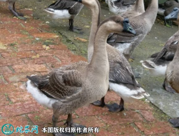 2021年8月24日黑棕鹅价格行情、今日乌棕鹅、黑鬃鹅多少钱一斤?