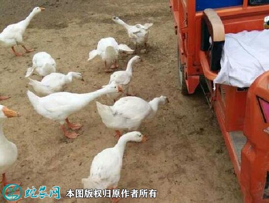 2021年8月24日杂交鹅价格行情、今日杂交鹅多少钱一斤?