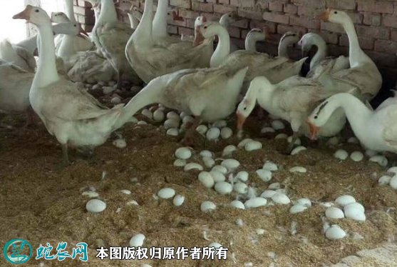 2021年8月24日蛋鹅价格行情、今日蛋鹅多少钱一斤？