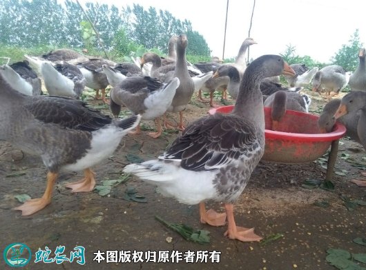 2021年8月24日朗德鹅价格行情、今日西南灰鹅多少钱一斤？