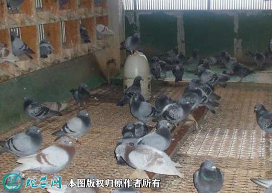 2021年8月24日肉鸽价格行情、今日肉鸽多少钱一只?