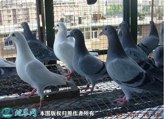 2021年8月24日灰鸽价格行情、今日银灰鸽子多少钱一只?