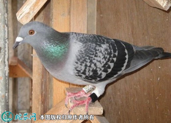 2021年8月24日信鸽价格行情、今日信鸽多少钱一只?