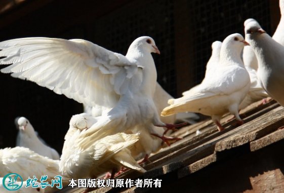 2021年8月24日白鸽价格行情、今日白鸽多少钱一只?