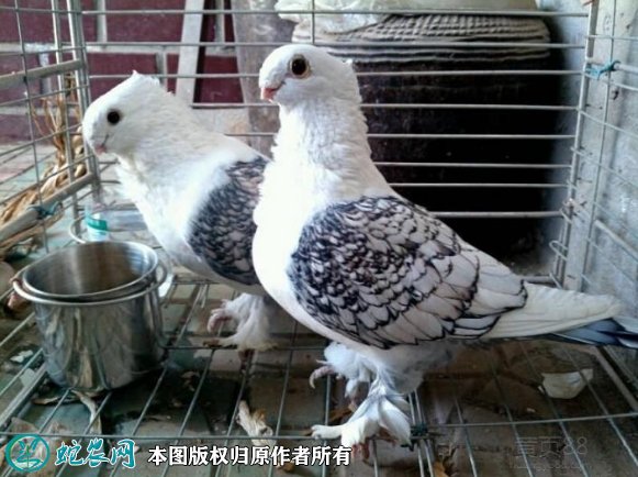 2021年8月24日淑女鸽价格行情、今日东方淑女鸽多少钱一只?