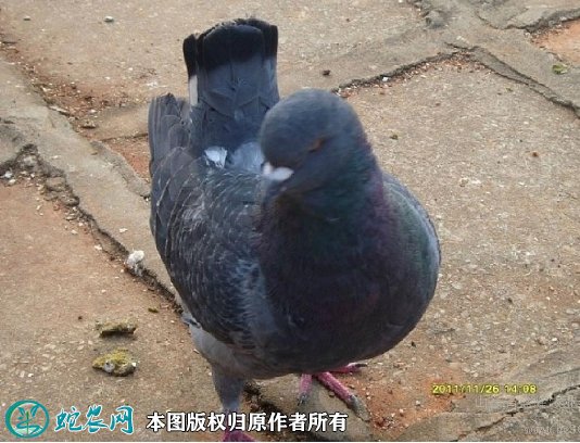 2021年8月24日落地王鸽价格行情、今日美国落地王鸽多少钱一只?