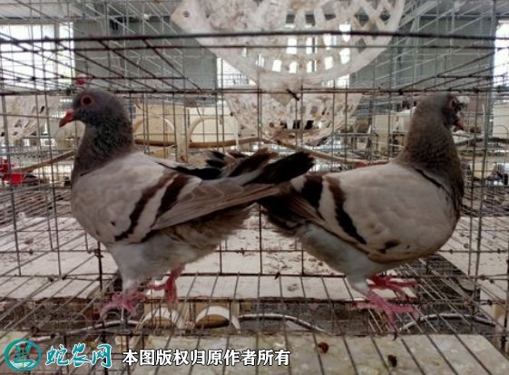 2021年8月24日银羽王鸽价格行情、今日银王鸽多少钱一只?