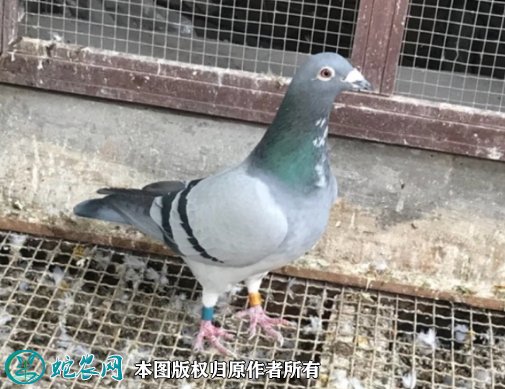 2021年8月24日淘汰鸽价格行情、今日淘汰鸽多少钱一只?