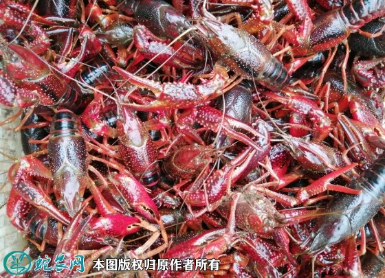 2021年8月26日潜江小龙虾价格行情、今日潜江市小龙虾多少钱一斤?