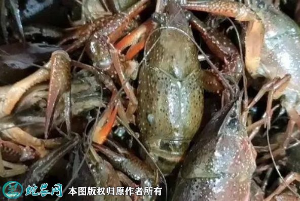 2021年8月26日监利小龙虾价格行情、今日监利小龙虾多少钱一斤?
