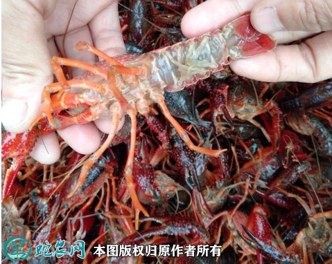 2021年8月26日青红虾价格行情、今日青红小龙虾多少钱一斤?