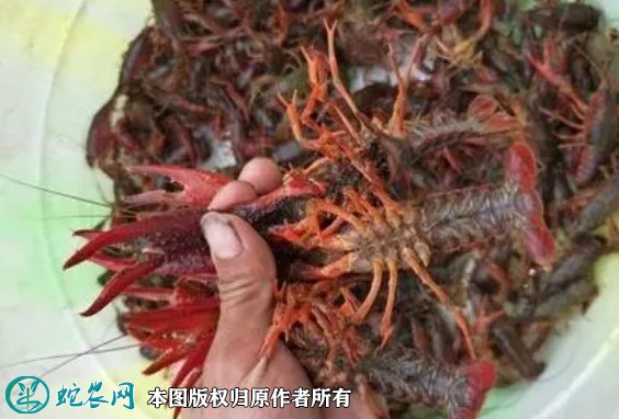 2021年8月26日岳阳小龙虾价格行情、今日岳阳小龙虾多少钱一斤?