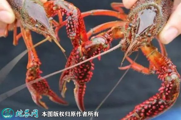 2021年8月26日盱眙小龙虾价格行情、今日盱眙小龙虾多少钱一斤?