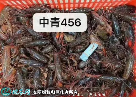 2021年8月26日安徽小龙虾价格行情、今日合肥龙虾多少钱一斤?