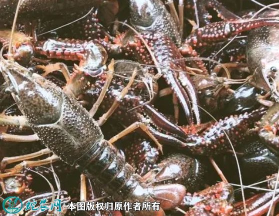 2021年8月26日克氏原螯虾价格行情、今日克氏原螯小龙虾多少钱一斤?