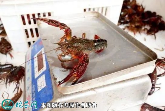 2021年8月26日青壳小龙虾价格行情、今日青壳小龙虾多少钱一斤?