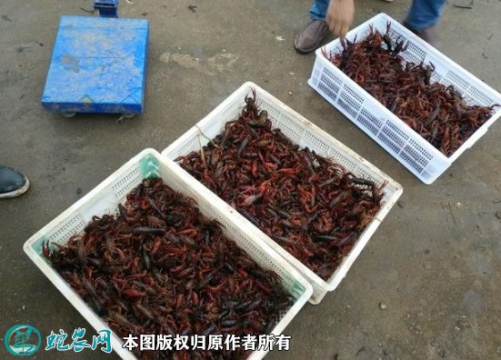 2021年8月26日洞庭湖小龙虾价格行情、今日洞庭湖小龙虾多少钱一斤?