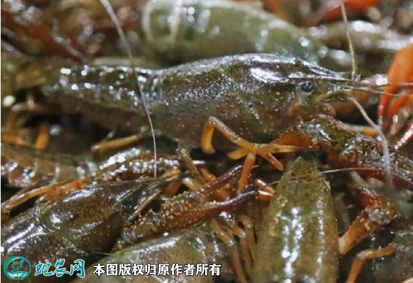 2021年8月26日兴化小龙虾价格行情、今日兴化小龙虾多少钱一斤?