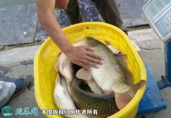 2021年8月26日鲤鱼价格行情、今日活鲤鱼多少钱一斤?