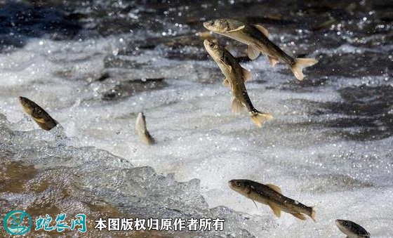 2021年8月26日裸鲤鱼价格行情、今日湟鱼/青海湖裸鲤多少钱一斤?