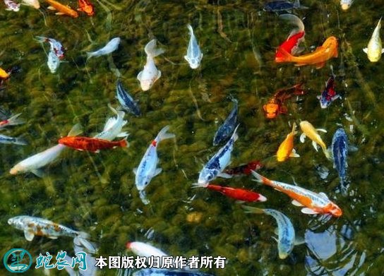 2021年8月26日池鲤鱼价格行情、今日池鲤鱼多少钱一斤?