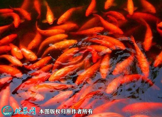 2021年8月26日红鲤价格行情、今日荷包红鲤鱼多少钱一斤？