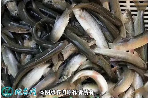 2021年8月27日雅鱼价格行情、今日雅鱼多少钱一斤?