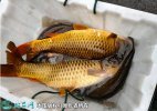 2021年8月27日河鲤鱼价格行情、...