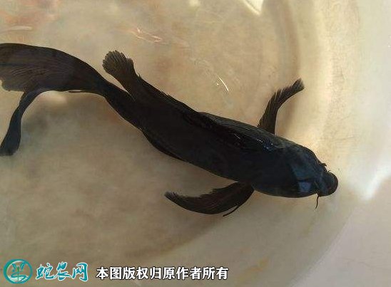 2021年8月27日乌鲤价格行情、今日乌鲤多少钱一斤?