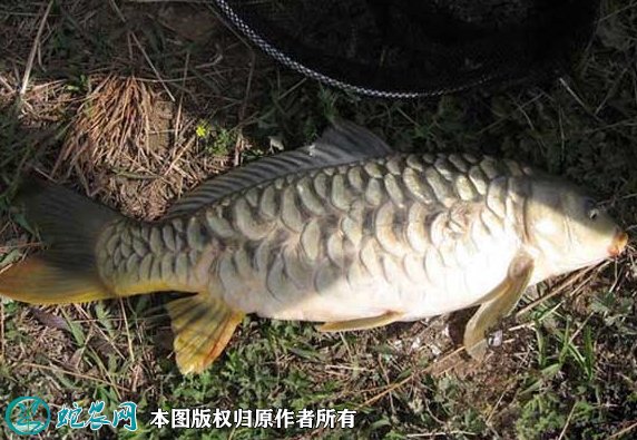 2021年8月27日镜鲤价格行情、今日镜鲤多少钱一斤?