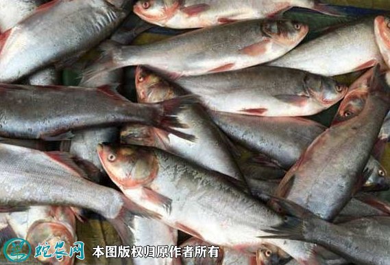 2021年8月27日白鲢价格行情、今日家鱼、白鲢鱼多少钱一斤？