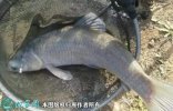 2021年8月27日青鱼价格行情、今...
