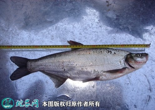 2021年8月27日白鱼价格行情、今日翘嘴鲌鱼多少钱一斤?