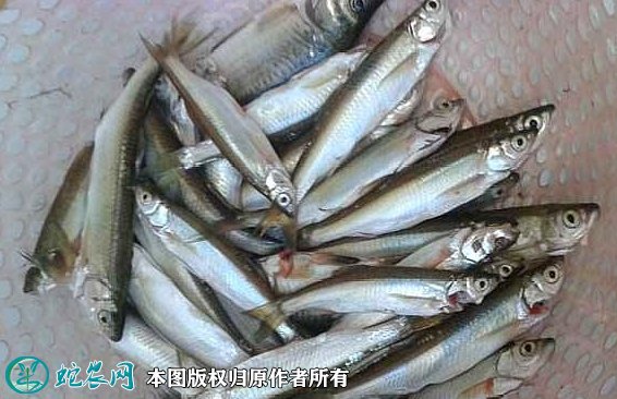 2021年8月27日白条鱼价格行情、今日餐条/白鲦鱼多少钱一斤?