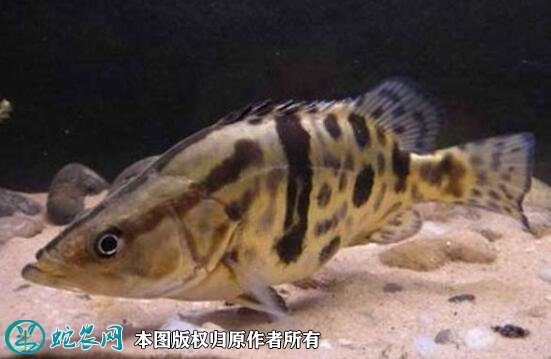 2021年8月27日鳜鱼价格行情、今日桂鱼/翘嘴鳜鱼多少钱一斤?