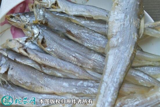 2021年8月27日刀鱼价格行情、今日刀鲚、毛鲚多少钱一斤?