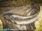 2021年8月27日大口鲶鱼价格行情...