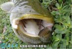 2021年8月27日胡子鲶鱼价格行情...