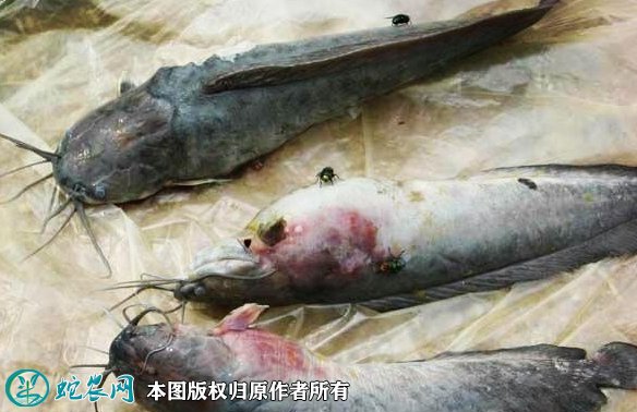 2021年8月27日塘虱鱼价格行情、今日埃及、本地塘鲺鱼多少钱一斤?
