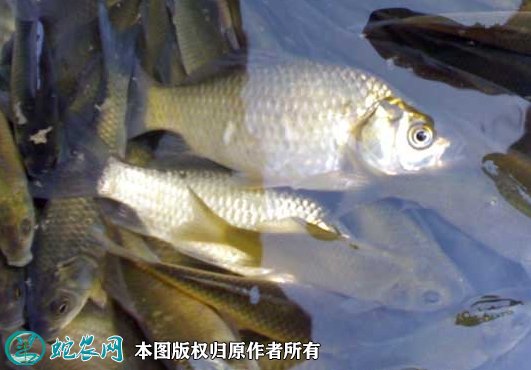 2021年8月27日鲫鱼价格行情、今日各种鲫鱼多少钱一斤?