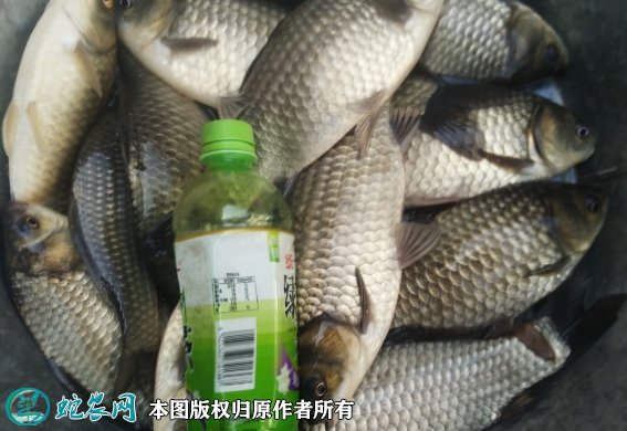 2021年8月27日中科三号鲫鱼价格行情、今日中科三号鲫鱼多少钱一斤?