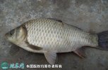2021年8月27日彭泽鲫鱼价格行情...