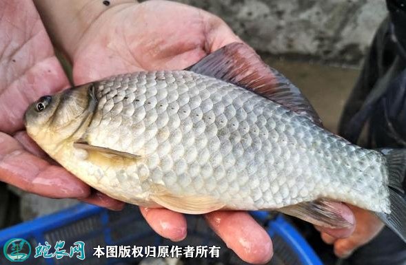 2021年8月27日方正银鲫价格行情、今日方正银鲫鱼多少钱一斤？