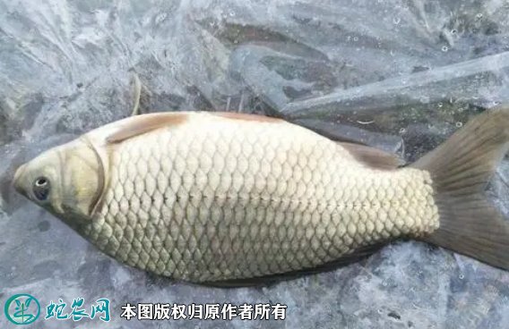 2021年8月27日湘云鲫价格行情、今日工程鲫、湘云鲫鱼多少钱一斤?