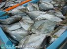2021年8月27日鲳鱼价格行情、今...