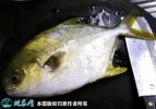 2021年8月27日金鲳鱼价格行情、...
