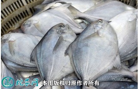 2021年8月27日白鲳价格行情、今日白鲳鱼多少钱一斤?