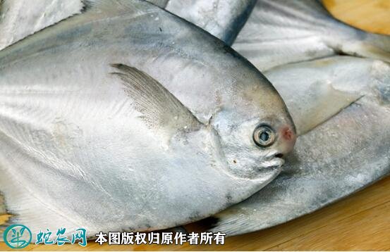 2021年8月27日银鲳价格行情、今日银鲳鱼多少钱一斤？