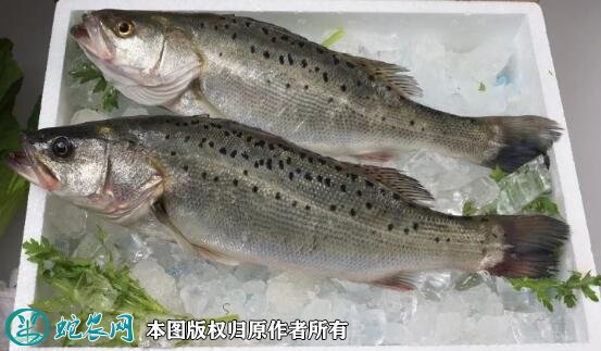 2021年8月27日鲈鱼价格行情、今日各种鲈鱼多少钱一斤?