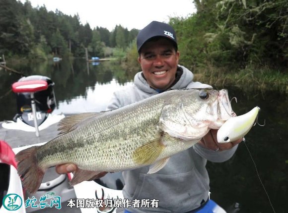 2021年8月28日大口黑鲈价格行情、今日加州鲈鱼多少钱一斤?